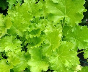 Żurawka 'Rex Lime' - Heuchera  'Rex Lime' 