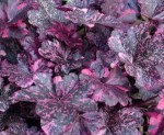 Żurawka ogrodowa 'Midnight Rose' - Heuchera hybrida  'Midnight Rose'