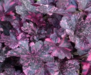 Żurawka ogrodowa 'Midnight Rose' - Heuchera hybrida  'Midnight Rose'