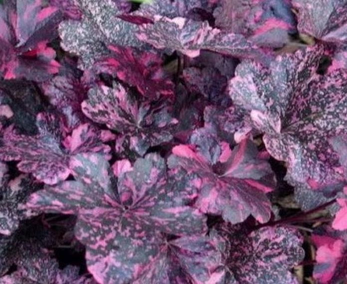 Żurawka ogrodowa 'Midnight Rose' - Heuchera hybrida  'Midnight Rose'