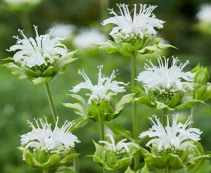 Pysznogłówka szkarłatna 'Alba' - Monarda didyma 'Alba'
