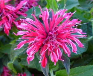 Pysznogłówka szkarłatna 'Balmy Purple' - Monarda didyma   'Balmy Purple'