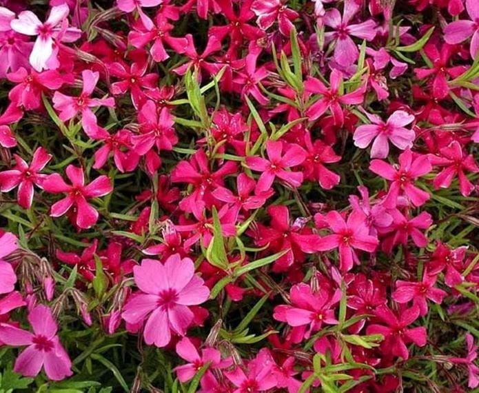 Floks szydlasty 'Red Wing' - Phlox subulata 'Red Wing'