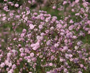 Gipsówka wiechowata 'Flamingo' - Gypsophila paniculata 'Flamingo' 