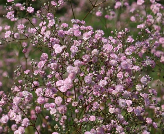 Gipsówka wiechowata 'Flamingo' - Gypsophila paniculata 'Flamingo' 