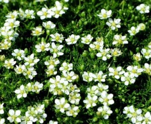 Karmnik ościsty 'Moss Green' - Sagina subulata  'Moss Green'