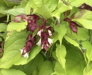 Lejcesteria piękna 'Jealousy' -  Leycesteria formosa
