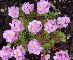 Naradka rojnikowata 'Susan Joan' - 'Androsace sempervivoides