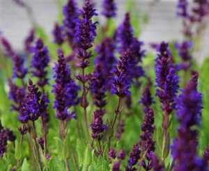 Szałwia omszona 'Night Field' - Salvia nemoros  'Night Field' 