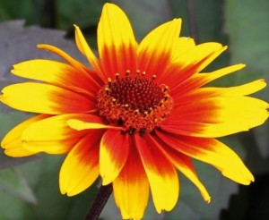 Słoneczniczek szorstki 'Helios Fireball' - Heliopsis helianthoides  'Helios Fireball' 