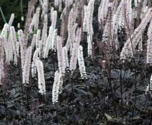 Świecznica prosta 'Chocoholic'   -   Actaea   simplex  'Chocoholic' 